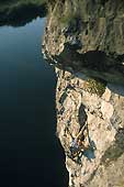 Rheinischer Steinbrech
